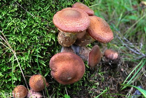 榛蘑可以冷冻吗,榛蘑可以冷冻吗新鲜