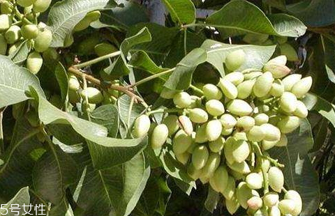 开心果树中国哪里有种植,开心果树在中国哪里