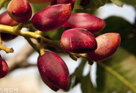 开心果树原产地,开心果树原产地在哪