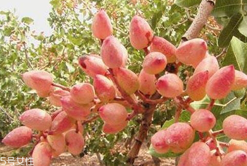 开心果树的生长环境,开心果的树生长在什么地方