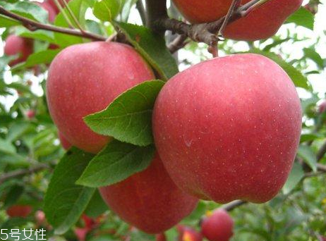 抽烟吃苹果的好处,什么对吸烟者有好处