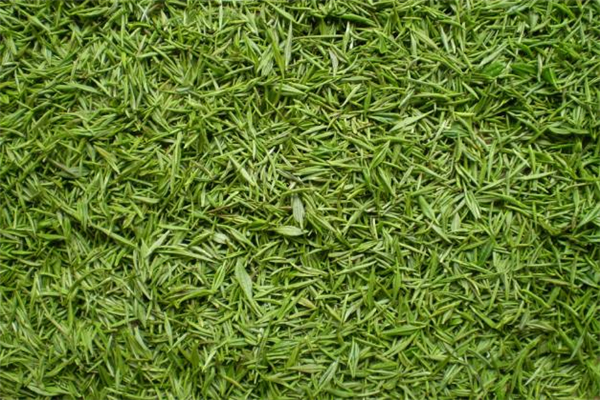 谷雨茶的功效和作用及图片,谷雨茶叶有什么好处