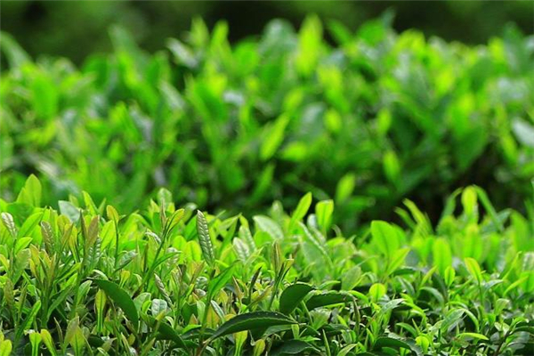 谷雨茶是绿茶吗,谷雨茶是什么茶