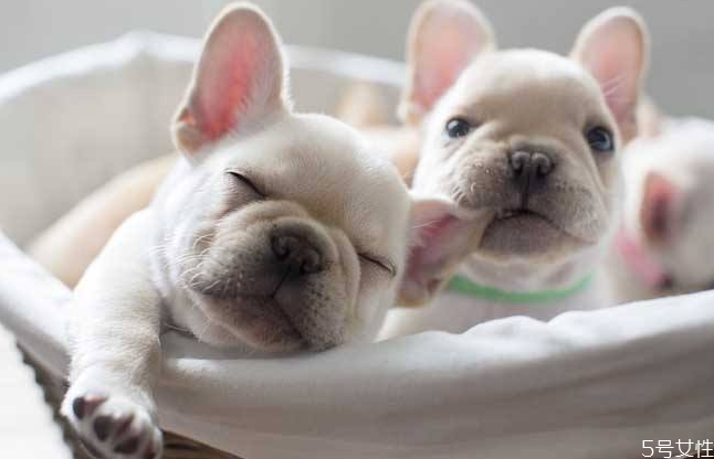 宝宝和狗狗怎么相处(狗和婴儿能一起相处吗)