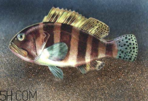 鱼什么时候吃最好吃,深海鱼油什么时候吃最好 鱼什么时候吃最好吃,深海鱼油什么时候吃最好