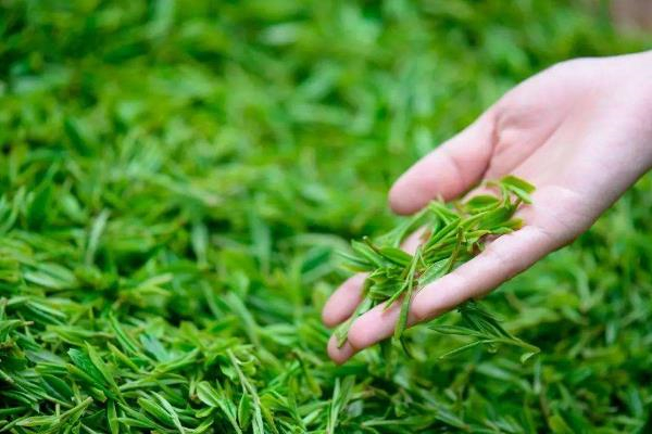 明前茶放了一年还能喝吗,白茶放了一年还能喝吗 明前茶放了一年还能喝吗,白茶放了一年还能喝吗