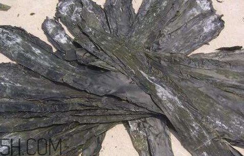 海带上有白霜能吃吗,海带长白霉了还能吃吗