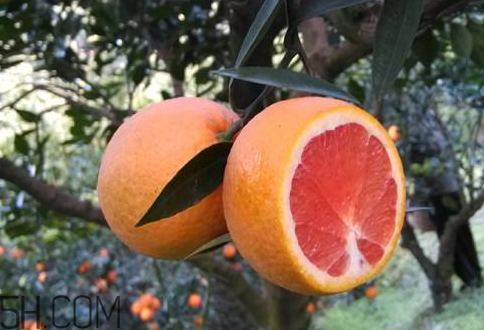 冰糖柑上火吗?,冰糖柑上火吗吃了 冰糖柑上火吗?,冰糖柑上火吗吃了