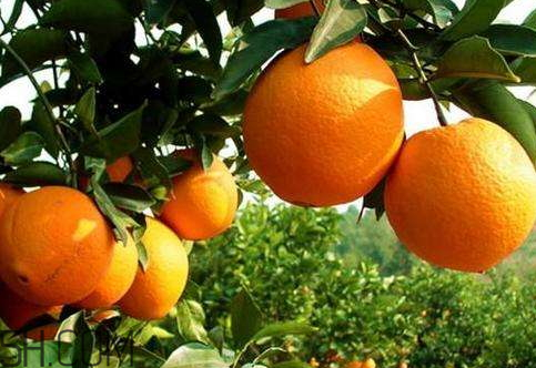 冰糖柑好吃吗,哪里的冰糖橙好吃 冰糖柑好吃吗,哪里的冰糖橙好吃