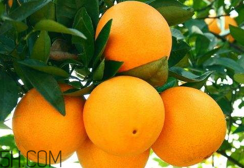 麻阳冰糖橙和脐橙的区别,冰糖橙和脐橙的区别