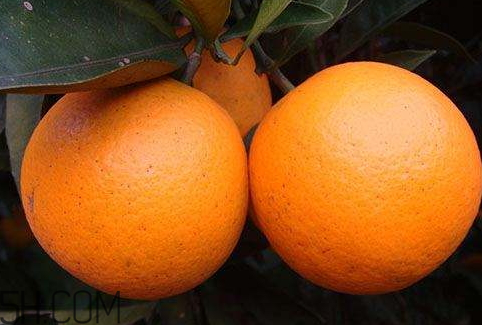 冰糖橙能治咳嗽吗,冰糖橙子可以治咳嗽吗