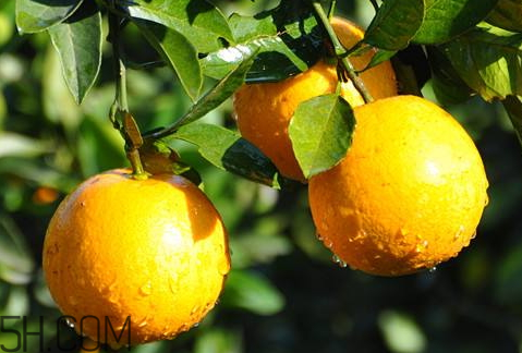 湖南麻阳冰糖橙多少钱一斤,湖南麻阳冰糖橙图片