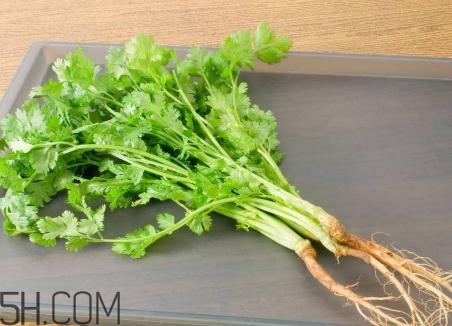 香菜根水怎么煮效果好,香菜根煮水喝有什么效果 香菜根水怎么煮效果好,香菜根煮水喝有什么效果