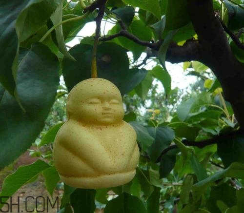 女人人参怎么吃效果最好,人参对女人的好处 女人人参怎么吃效果最好,人参对女人的好处