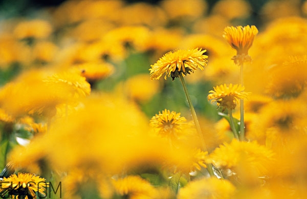 蒲公英放时间长了能喝吗,蒲公英放久了还能泡水喝吗 蒲公英放时间长了能喝吗,蒲公英放久了还能泡水喝吗