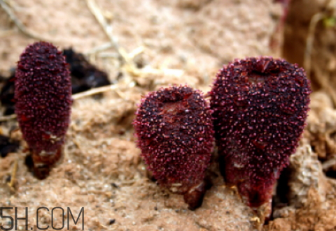 锁阳是热性还是凉性?,锁阳属于热性还是凉性