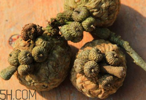 壮阳果和什么一起搭配,壮阳果和什么搭配泡水喝好