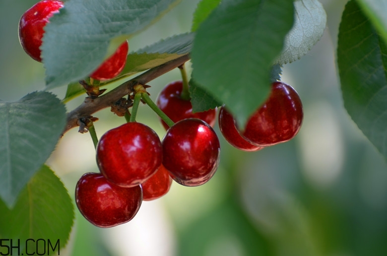 咽喉炎能吃的水果有哪些,咽喉炎能吃的水果 咽喉炎能吃的水果有哪些,咽喉炎能吃的水果