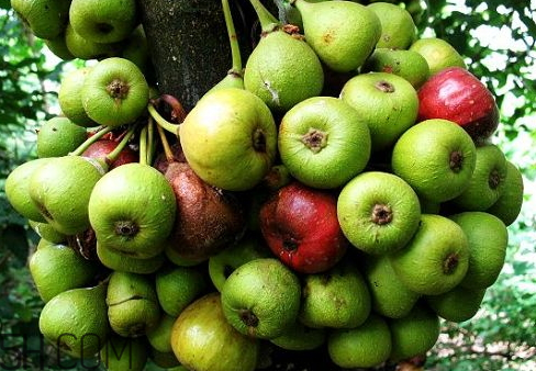 牛奶果什么味道的,牛奶果好吃吗什么味道