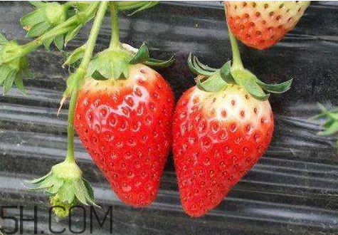 红颜草莓和奶油草莓哪个好吃?,红颜草莓好吃还是奶油草莓好吃 红颜草莓和奶油草莓哪个好吃?,红颜草莓好吃还是奶油草莓好吃