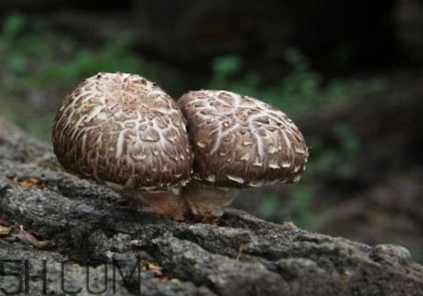 今年香菇行情怎么样,现在香菇行情