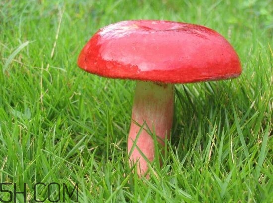 红菇的鉴别方法,红菇的鉴别方法视频
