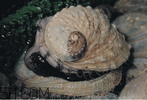 鲍鱼头数怎么区分,如何区分鲍鱼的头数