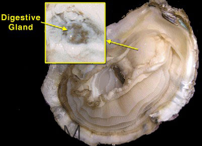 生蚝的清洗方法,怎样处理生蚝能处理干净 生蚝的清洗方法,怎样处理生蚝能处理干净