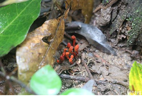 床上会有蜱虫吗(床上会有蜱虫吗会飞吗)