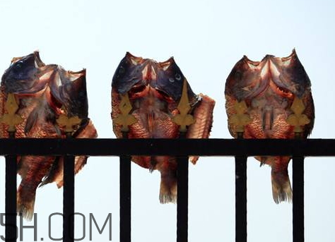 怎么晒咸鱼干不招苍蝇,晒咸鱼有什么办法苍蝇不叮