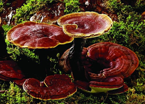 一斤灵芝泡多少酒,一斤灵芝泡多少斤酒比较合适