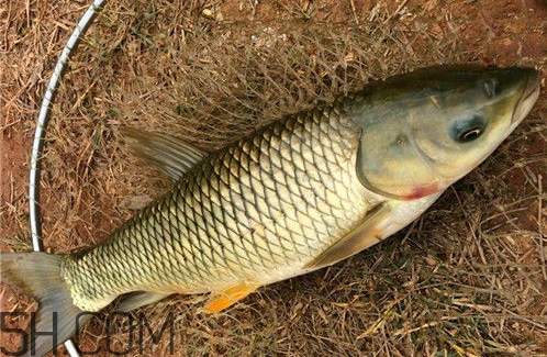 草鱼可以冷冻吗,草鱼片可以冷冻吗
