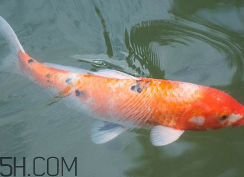 鲤鱼苦胆破了还能吃吗,鲤鱼的苦胆破了鱼还能吃吗