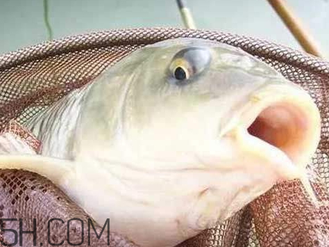 鲫鱼眼睛突出是什么病还能吃吗,什么病可以导致鲫鱼眼睛突出