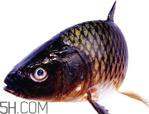 鲫鱼眼睛变红什么原因怎么办,鲫鱼死了眼睛红红的正常吗