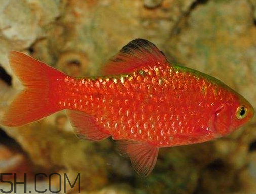 鲫鱼身体发红是什么原因,鲫鱼鱼鳍发红怎么回事