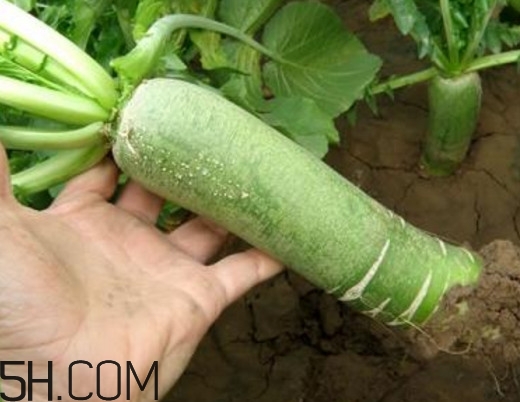 比不上潍坊的萝卜皮,不如潍坊的萝卜皮 比不上潍坊的萝卜皮,不如潍坊的萝卜皮