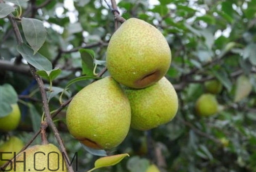 莱阳梨怎么催熟,莱阳梨什么时候成熟
