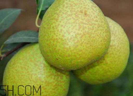 莱阳梨好吃吗,正宗莱阳梨一般人吃不到