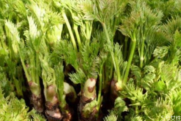 什么是刺龙芽,刺龙芽功效