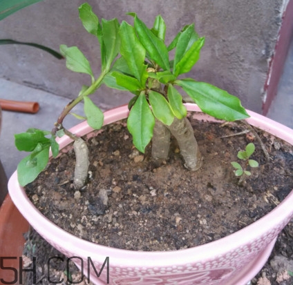 土人参的根可以吃吗,土人参的根怎么吃