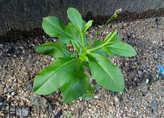 土人参长什么样,土人参是什么东西