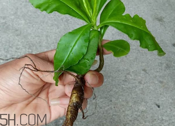 人参怎样吃最好,土人参怎么吃效果最好