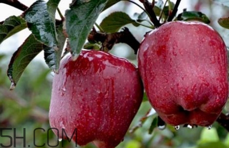 如何鉴别花牛苹果,正宗花牛苹果鉴别 如何鉴别花牛苹果,正宗花牛苹果鉴别