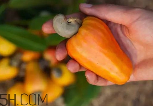 腰果梨好吃吗,腰果梨能吃吗