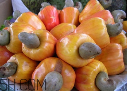 腰果是什么植物的果实图片,腰果的果实 腰果是什么植物的果实图片,腰果的果实