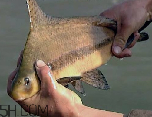 胭脂鱼是冷水鱼吗,胭脂鱼是淡水鱼吗 胭脂鱼是冷水鱼吗,胭脂鱼是淡水鱼吗