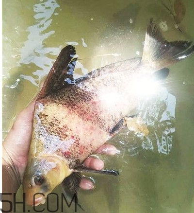 养殖胭脂鱼可以吃吗,胭脂鱼可以吃吗