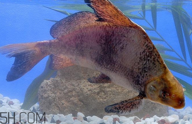 胭脂鱼是什么鱼,和胭脂鱼很像的是什么鱼