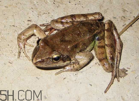 东北林蛙有寄生虫吗,人工养殖的林蛙有寄生虫吗